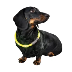 Bow & Arrow Pet Bow & Arrow Rechargeable Light-Up Dog Neck Band