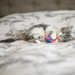 Greenhawk Equestrian Sport Cancor Innovations Crinkle Ball Cat Toy 6 cm