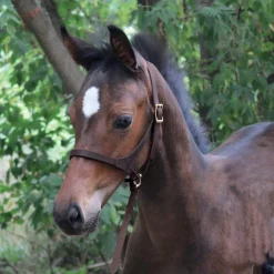 Connemara Figure 8 Foal Halter