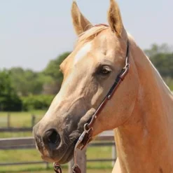 Copper Canyon Finished Leather One Ear Headstall W/ Chicago Screws