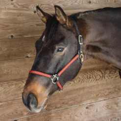 Greenhawk Equestrian Sport Extreme Two Tone Nylon Halter