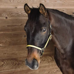 Greenhawk Equestrian Sport Extreme Two Tone Nylon Halter