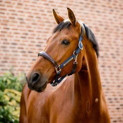 Horseware Ireland Horseware Signature Competition Halter