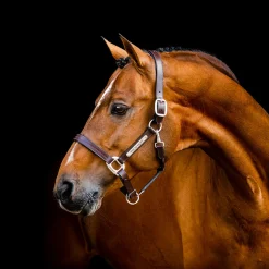 Horseware Ireland Horseware Signature Leather Halter