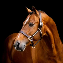 Horseware Ireland Horseware Signature Leather Halter
