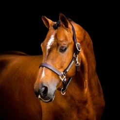 Horseware Ireland Horseware Signature Leather Halter