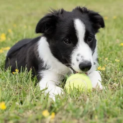 Kong Airdog SqueakAir Ball