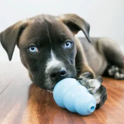 Kong Puppy