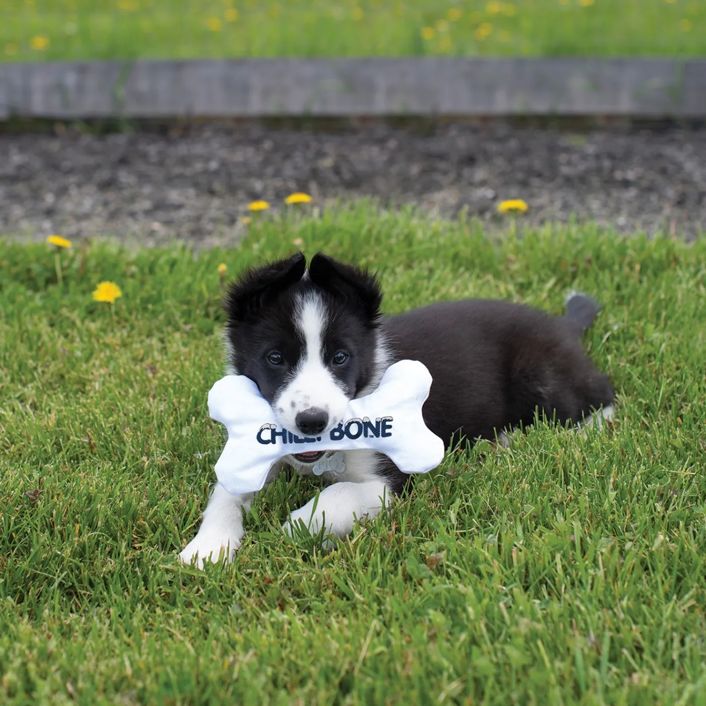 Multipet Chilly Bones Puppy Teething Toy 18 cm