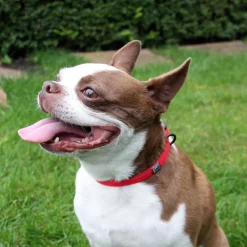 RC Pet Products RC Pet Primary Clip Collar