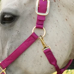 Shedrow Deluxe Halter