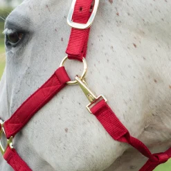 Shedrow Deluxe Halter