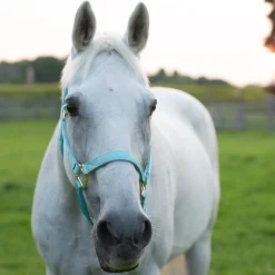 Shedrow Deluxe Halter