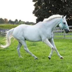 Shedrow Deluxe Halter