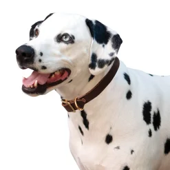 Shedrow K9 Bristol II Flat Leather Collar