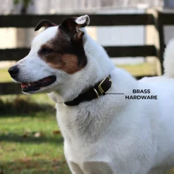 Shedrow K9 Bristol II Flat Leather Collar