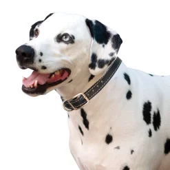 Shedrow K9 Richmond II Top Stitch Leather Collar