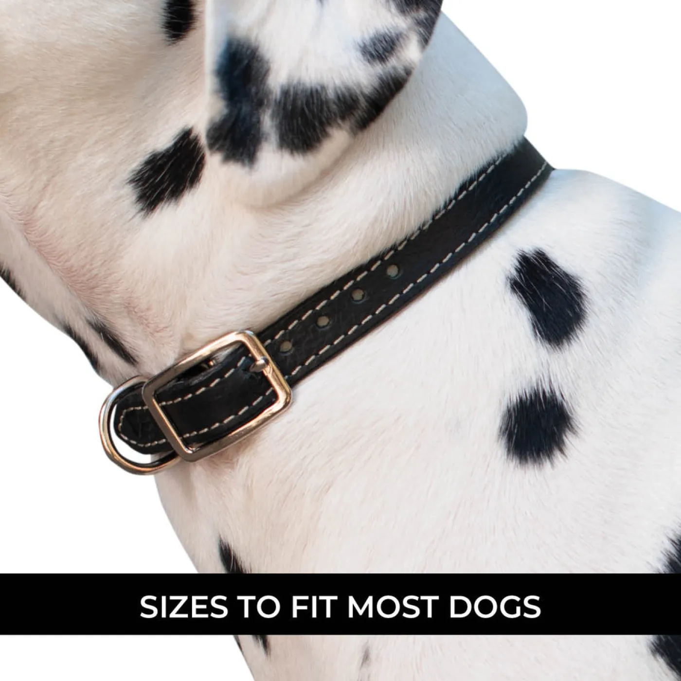 Shedrow K9 Richmond II Top Stitch Leather Collar