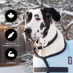 Shedrow K9 Richmond II Top Stitch Leather Collar