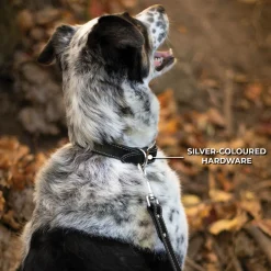 Shedrow K9 Richmond II Top Stitch Leather Collar