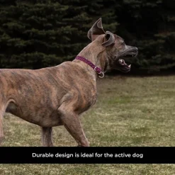 Shedrow K9 Rideau Braided Rope & Leather Collar