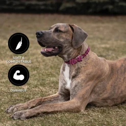 Shedrow K9 Rideau Braided Rope & Leather Collar