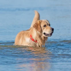 Shedrow K9 Tofino II Waterproof Collar