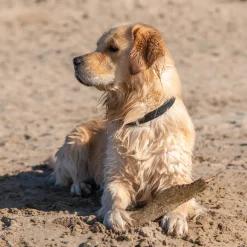 Shedrow K9 Tofino II Waterproof Collar