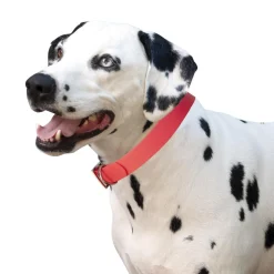 Shedrow K9 Tofino II Waterproof Collar