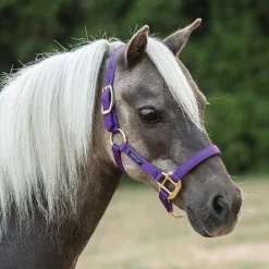 Shedrow Mini Nylon Halter