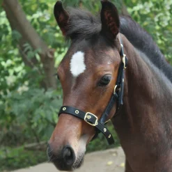 Supra Foal Halter