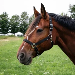 Supra Neoprene Padded Breakaway Halter