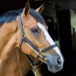 ThinLine Halter Busy Buddy