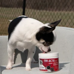 Integricare Tri-Acta Canine H.A. Maximum Strength Pet Supplement 60 g