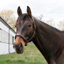 Val du Bois Padded Fancy Stitched Halter