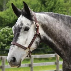 Weaver Leather Thoroughbred Halter